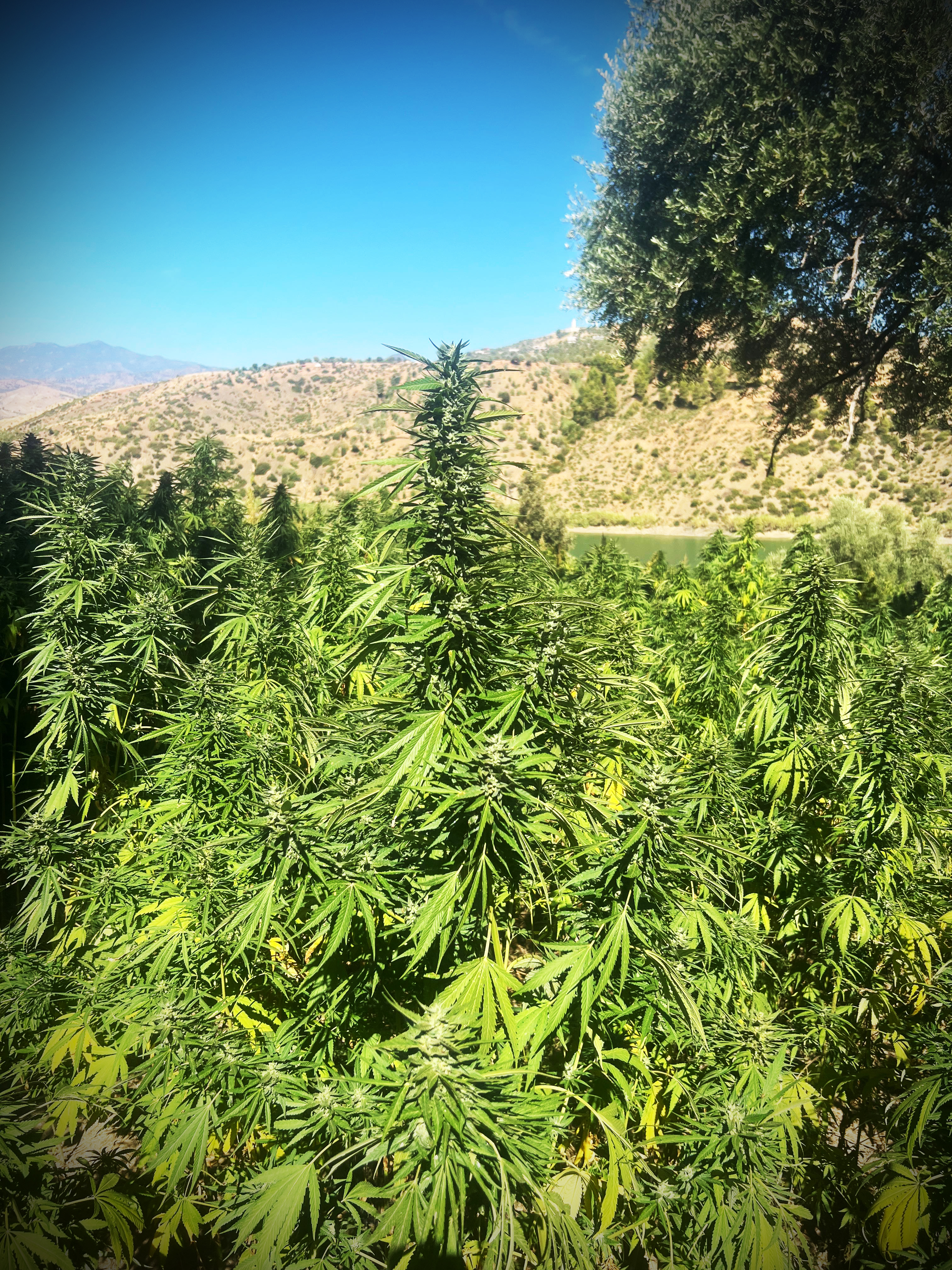 Cannabis Maroc
