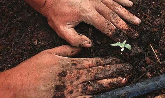 Résines et concentrés